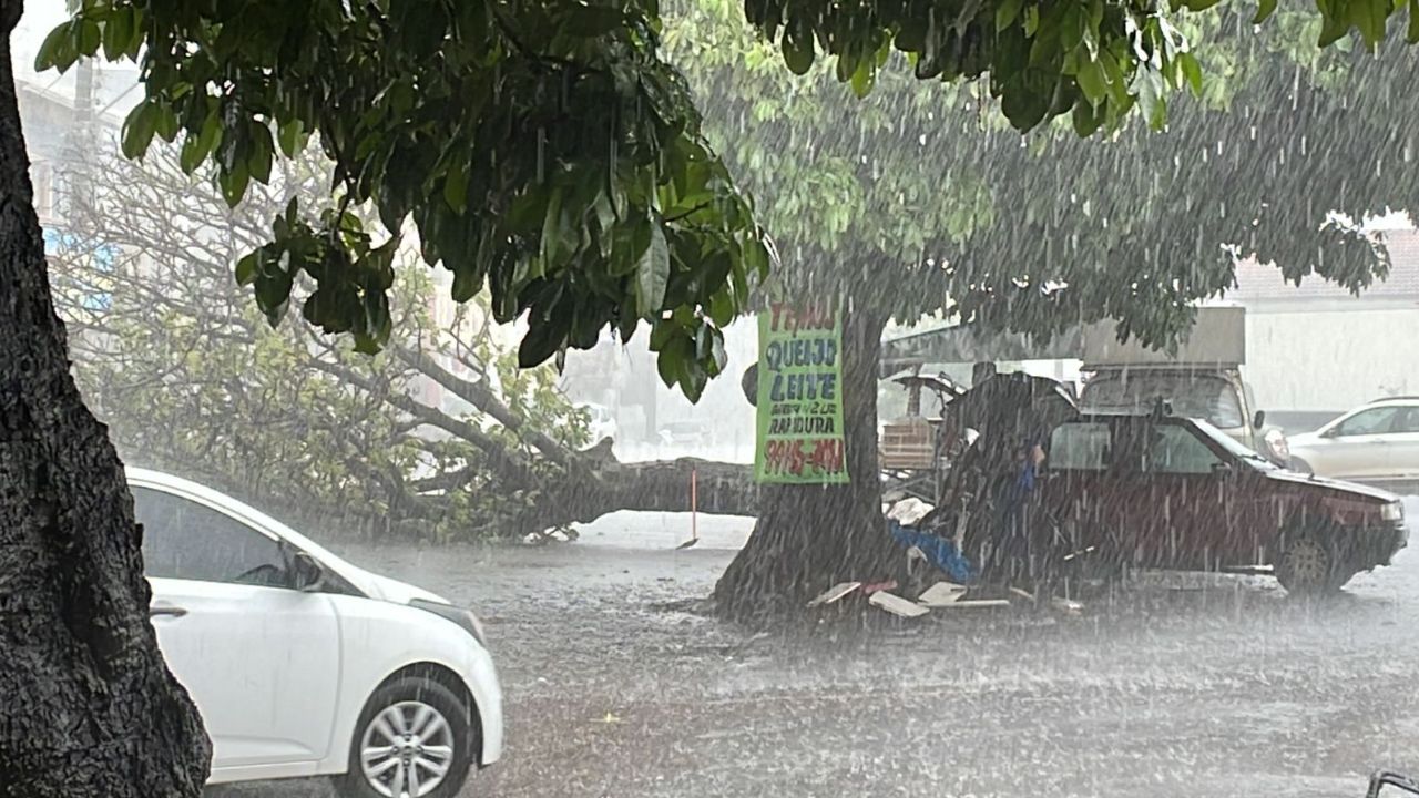 Árvore caiu pela ação da chuva. (Foto: Reprodução)