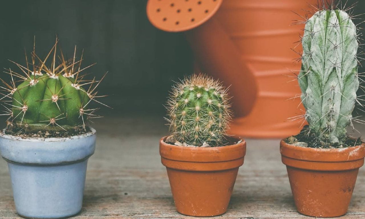 Cacto é uma das plantas que atraem azar