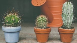 Cacto é uma das plantas que atraem azar