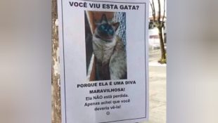 Dono de pet coloca placa em postes e chama atenção pela criatividade