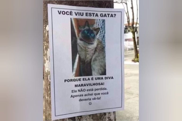 Dono de pet coloca placa em postes e chama atenção pela criatividade