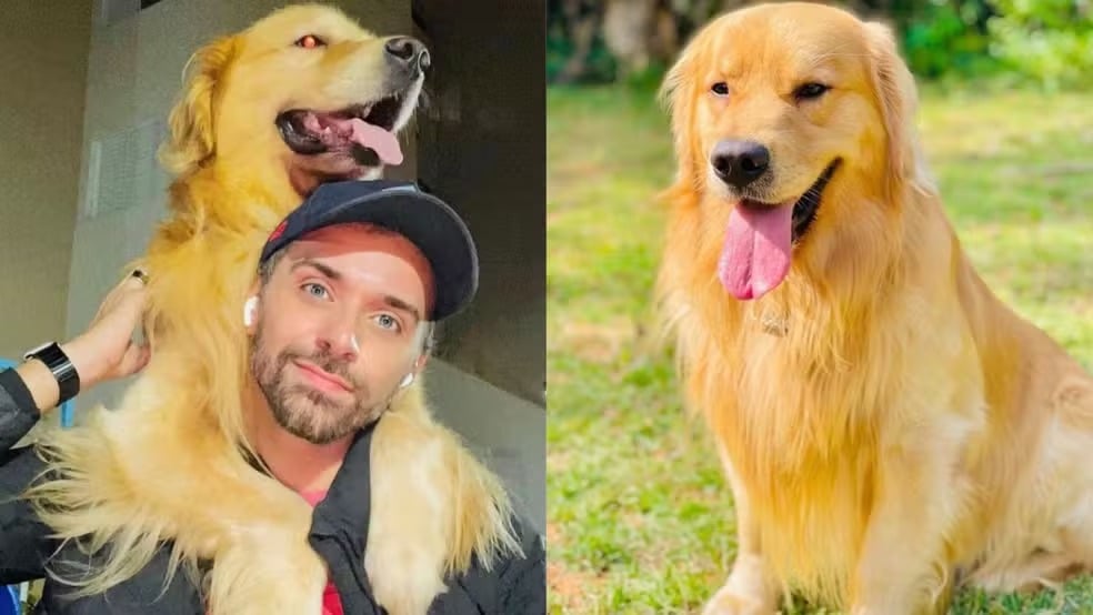 Tutor João Fantazzini com Joca, Golden Retriever de 5 anos que morreu durante transporte aéreo da Gol (Foto: Arquivo pessoal)