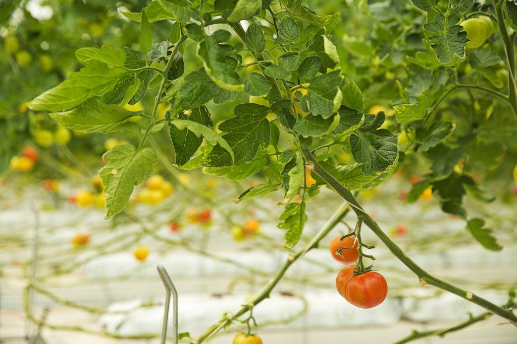 Plantação de tomate (Foto: Reprodução/FreePik)