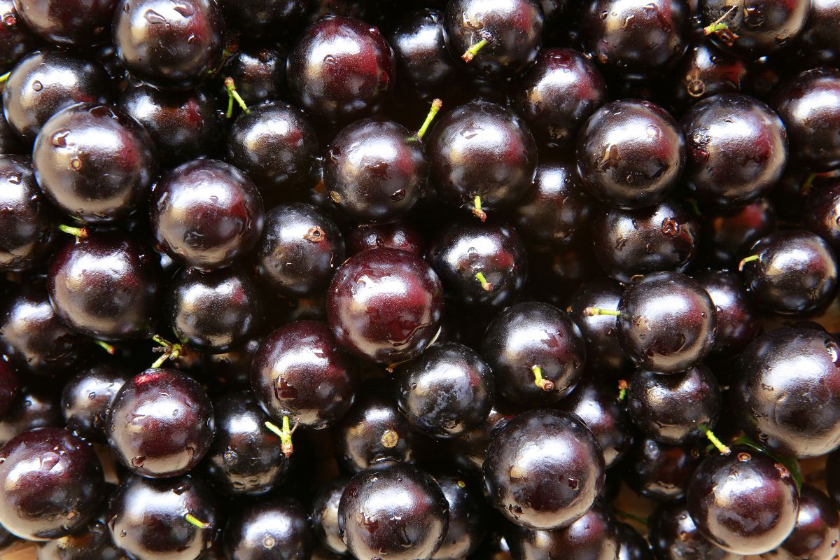 Fruta produzida aos montes em Goiás é eleita uma das melhores do mundo