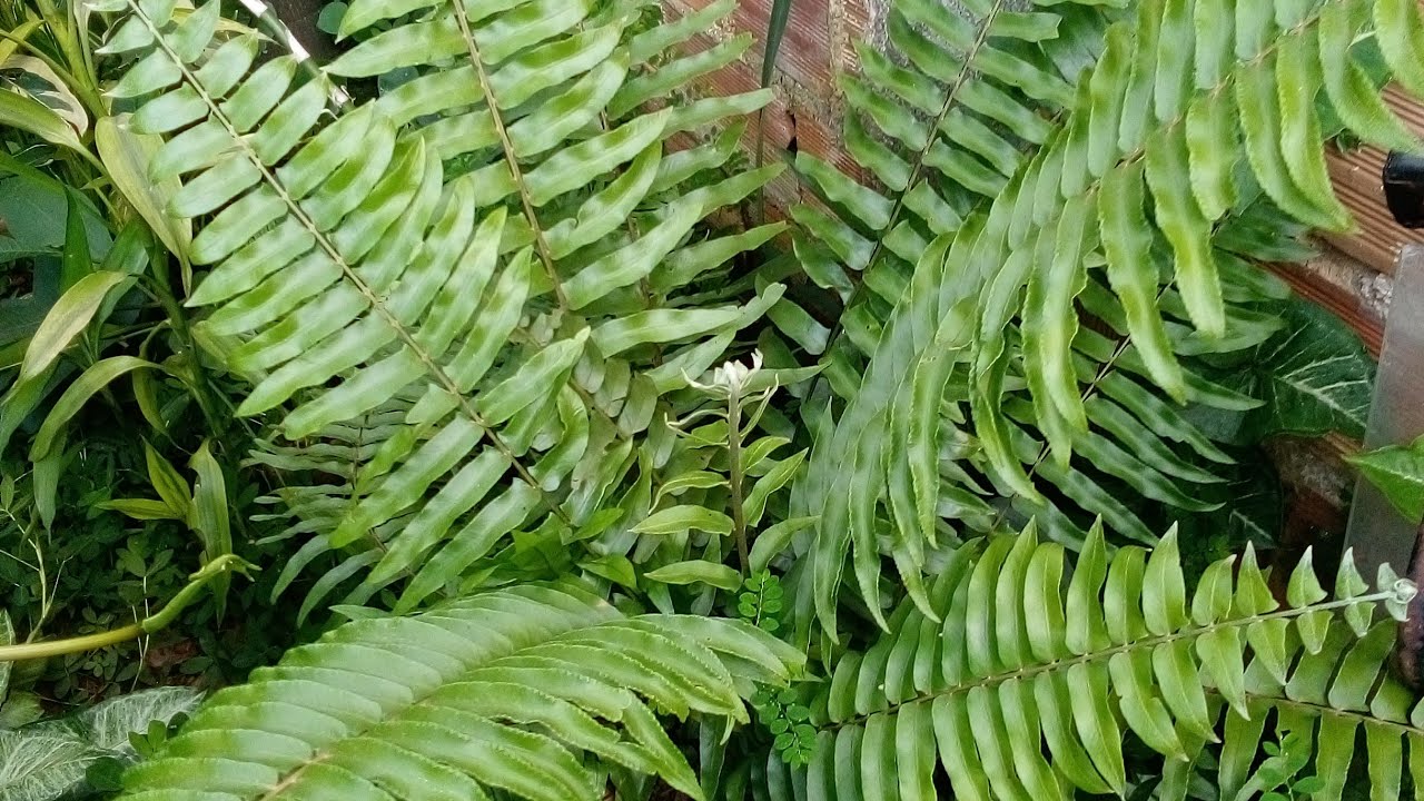 6 plantas que são fáceis de cuidar e uma ótima opção para decorar a casa 