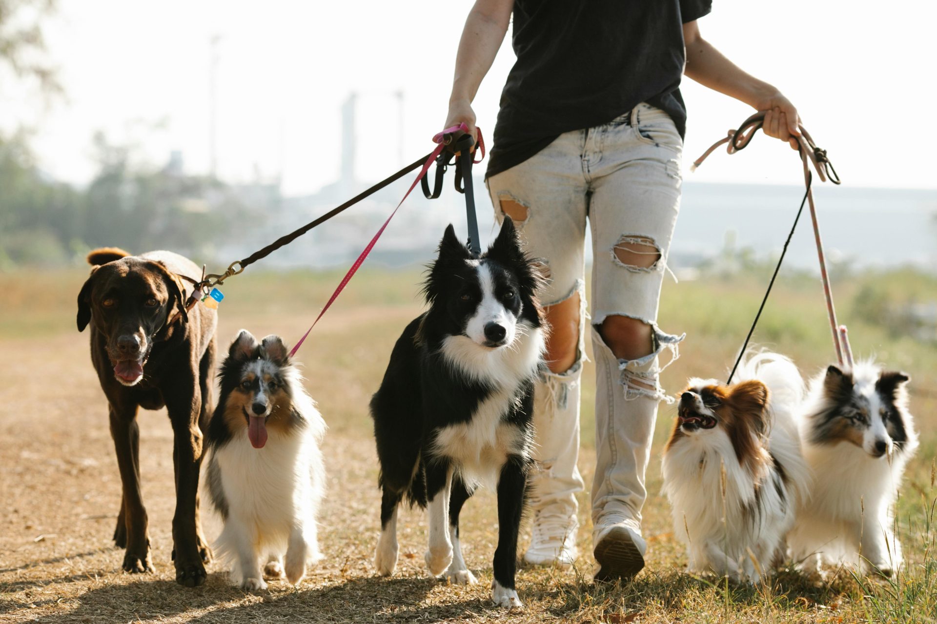 6 raças de cachorros mais inteligentes do mundo (a última vai surpreender)