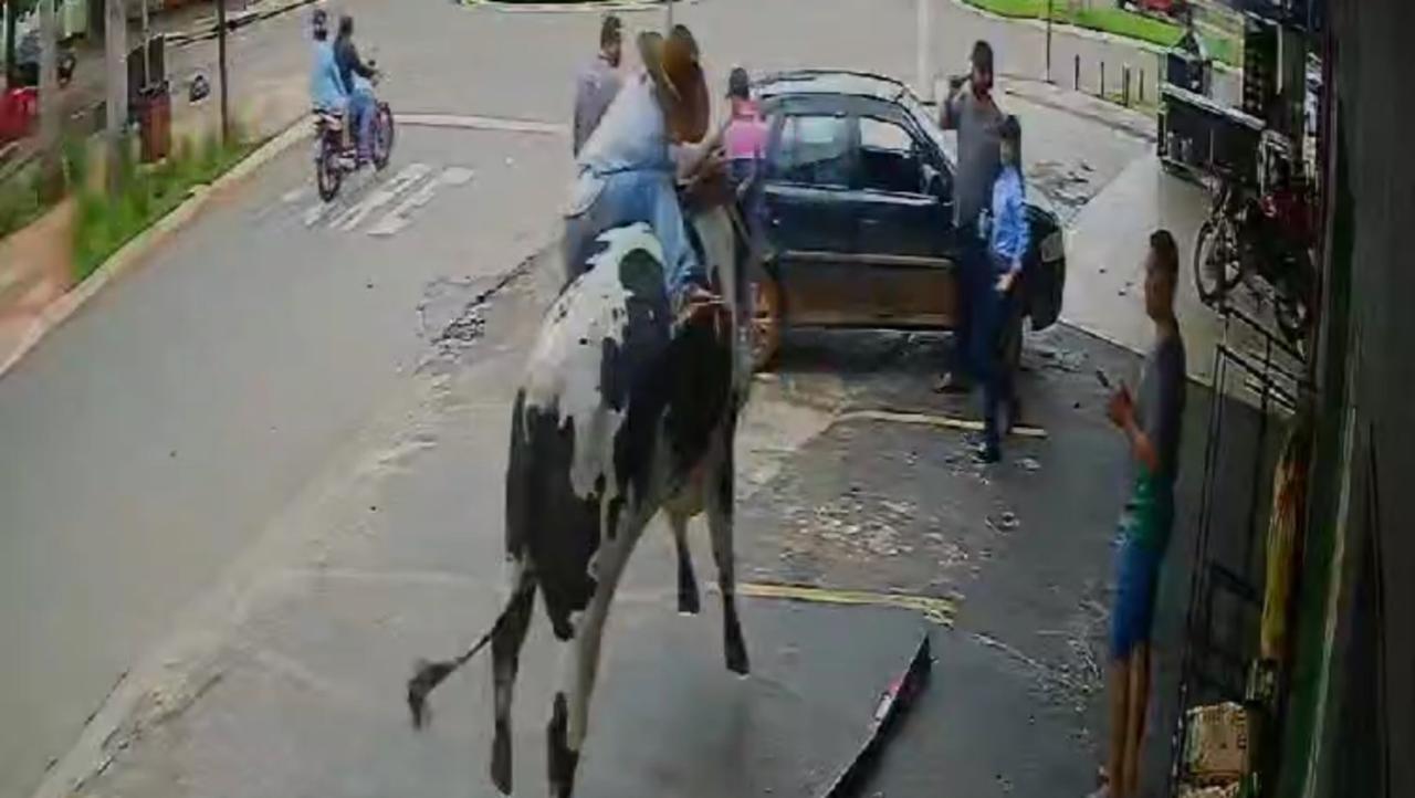 Boi descontrolado derruba homem, foge e danifica motocicletas no centro de Jaraguá; veja vídeo