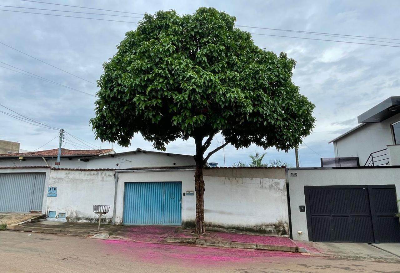 Incrível: mesmo em locais diferentes, árvores florescem juntas e criam paisagem quase idêntica em Anápolis