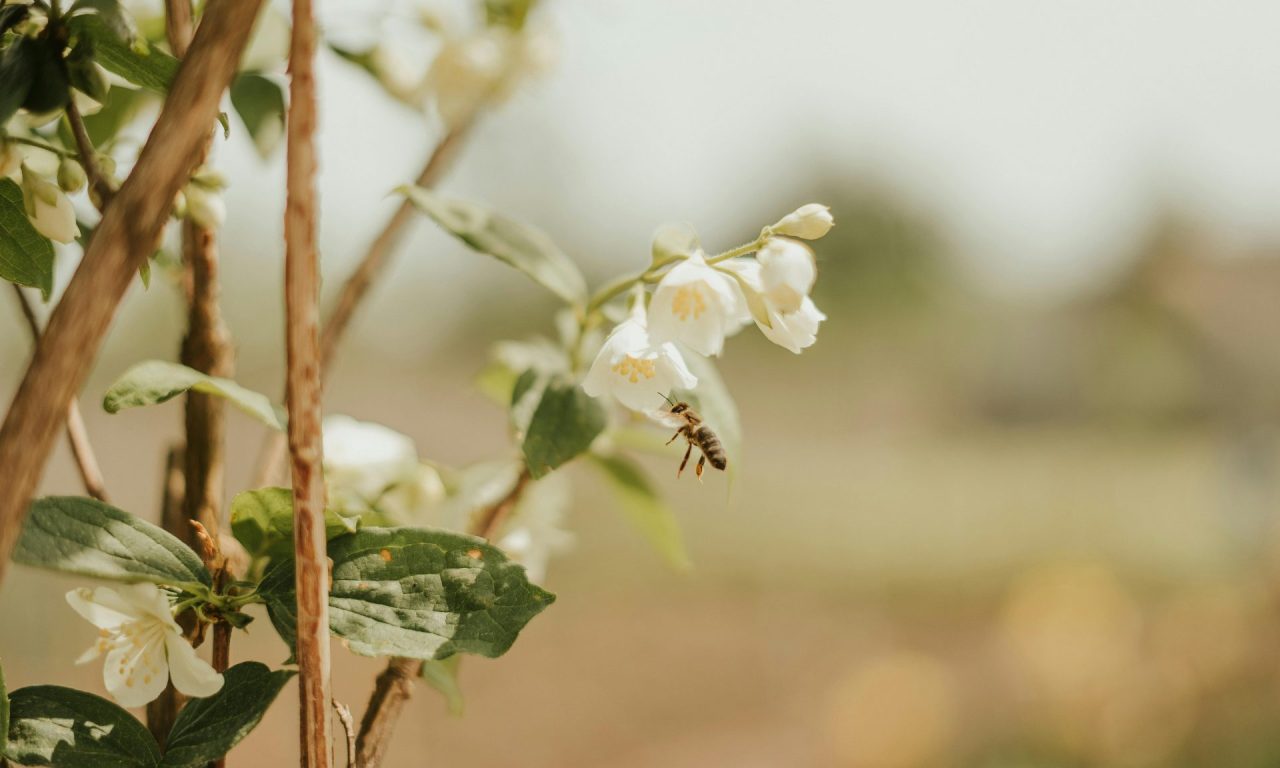 Melhor que lavanda: a planta para deixar sua casa naturalmente perfumada