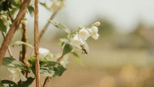 Melhor que lavanda: a planta para deixar sua casa naturalmente perfumada