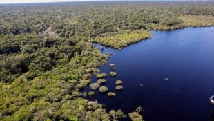 Petrobras e BNDES fazem parceria para restauração na Amazônia