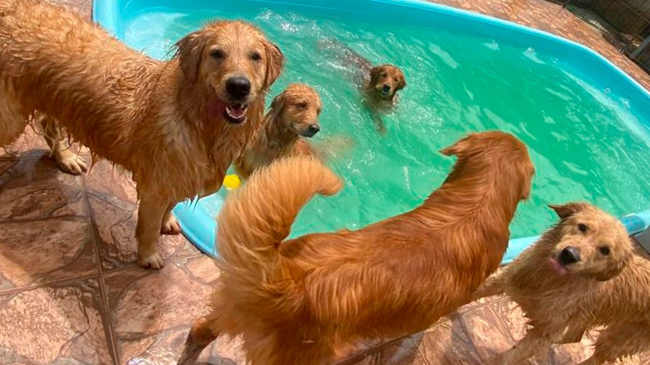 Bom pra cachorro: atividades em creches para pets não param de crescer e é alternativa para tutores em Goiás