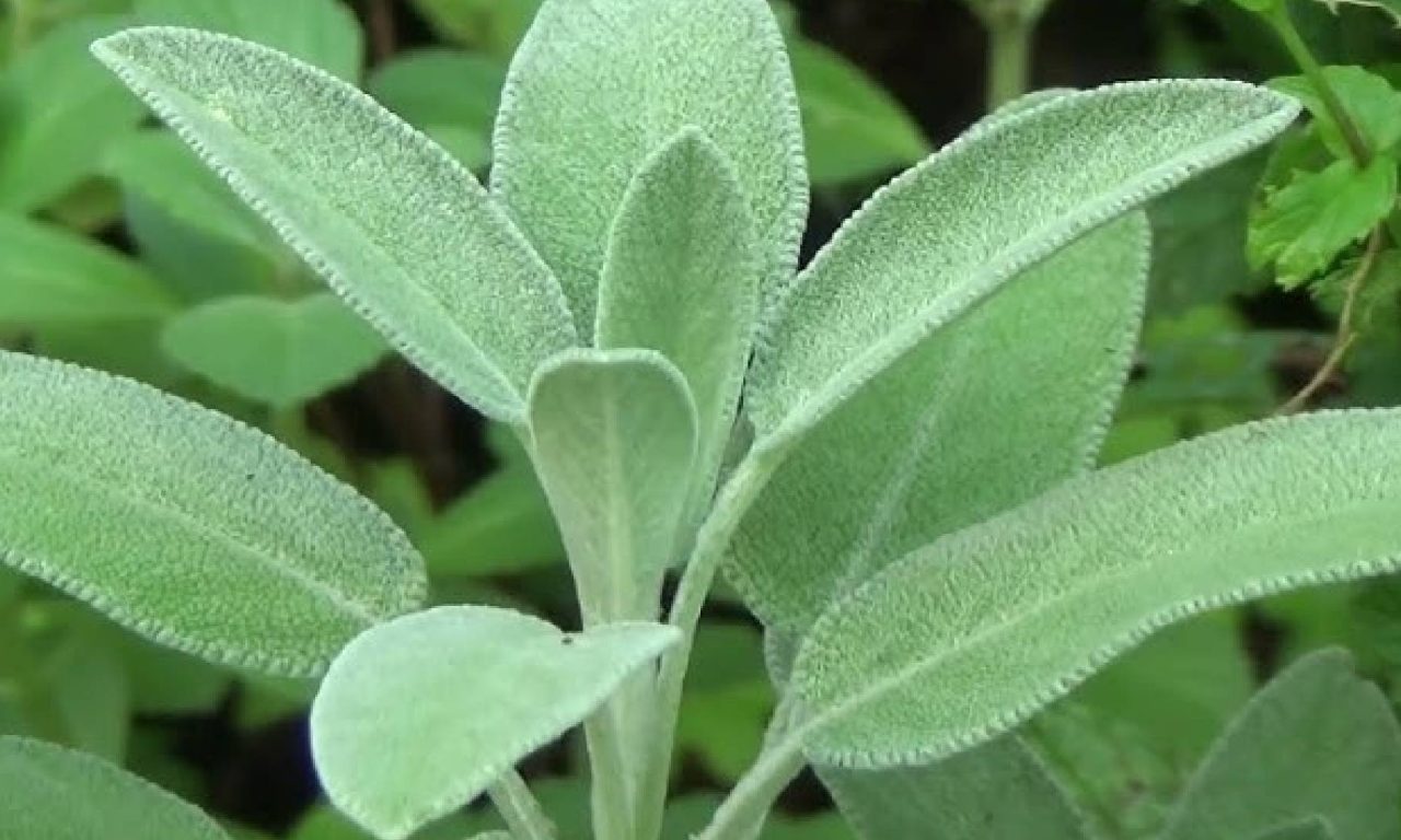 Conheça planta medicinal que ajuda a reduzir os níveis de açúcar no sangue