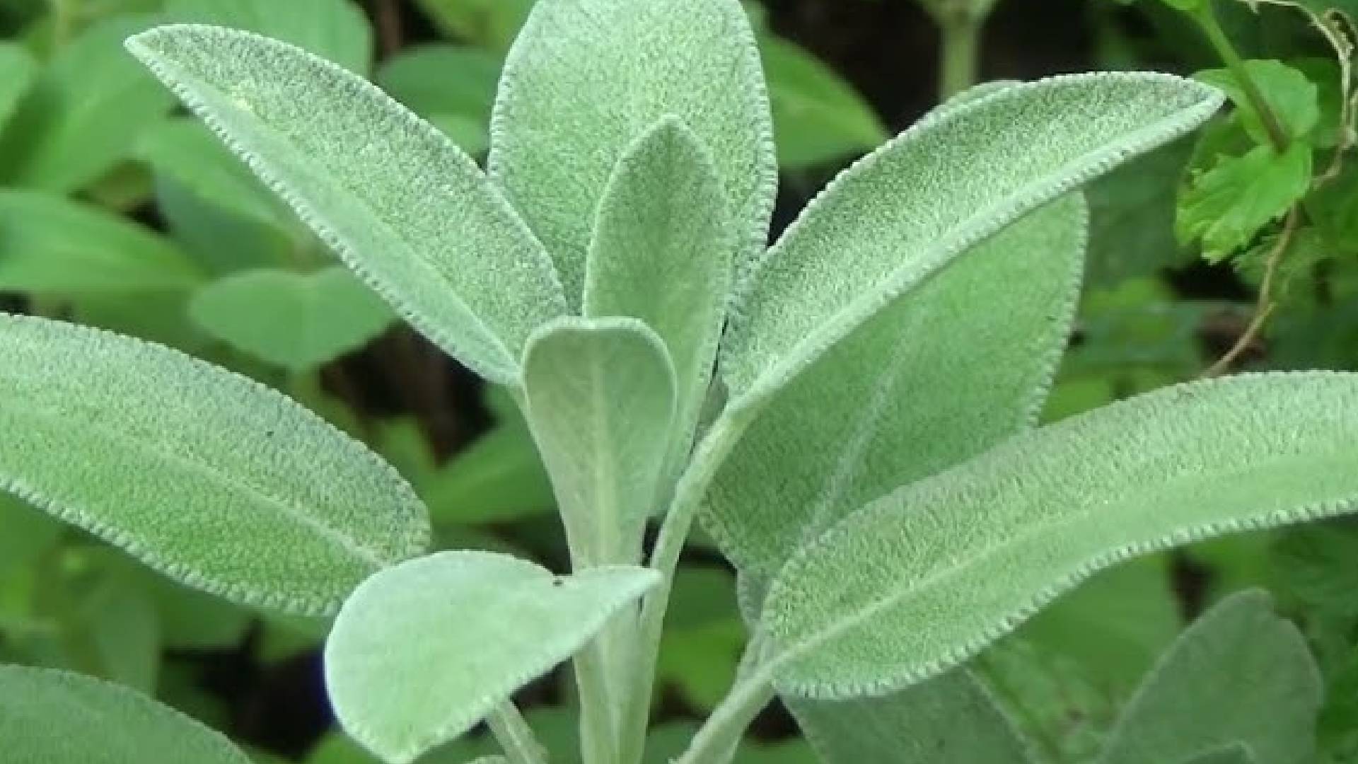 Conheça planta medicinal que ajuda a reduzir os níveis de açúcar no sangue