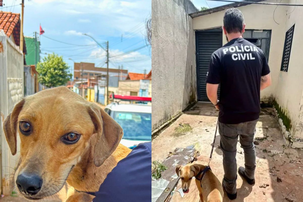 Homem tenta se esconder da polícia para não ser preso por maus-tratos a cachorrinho