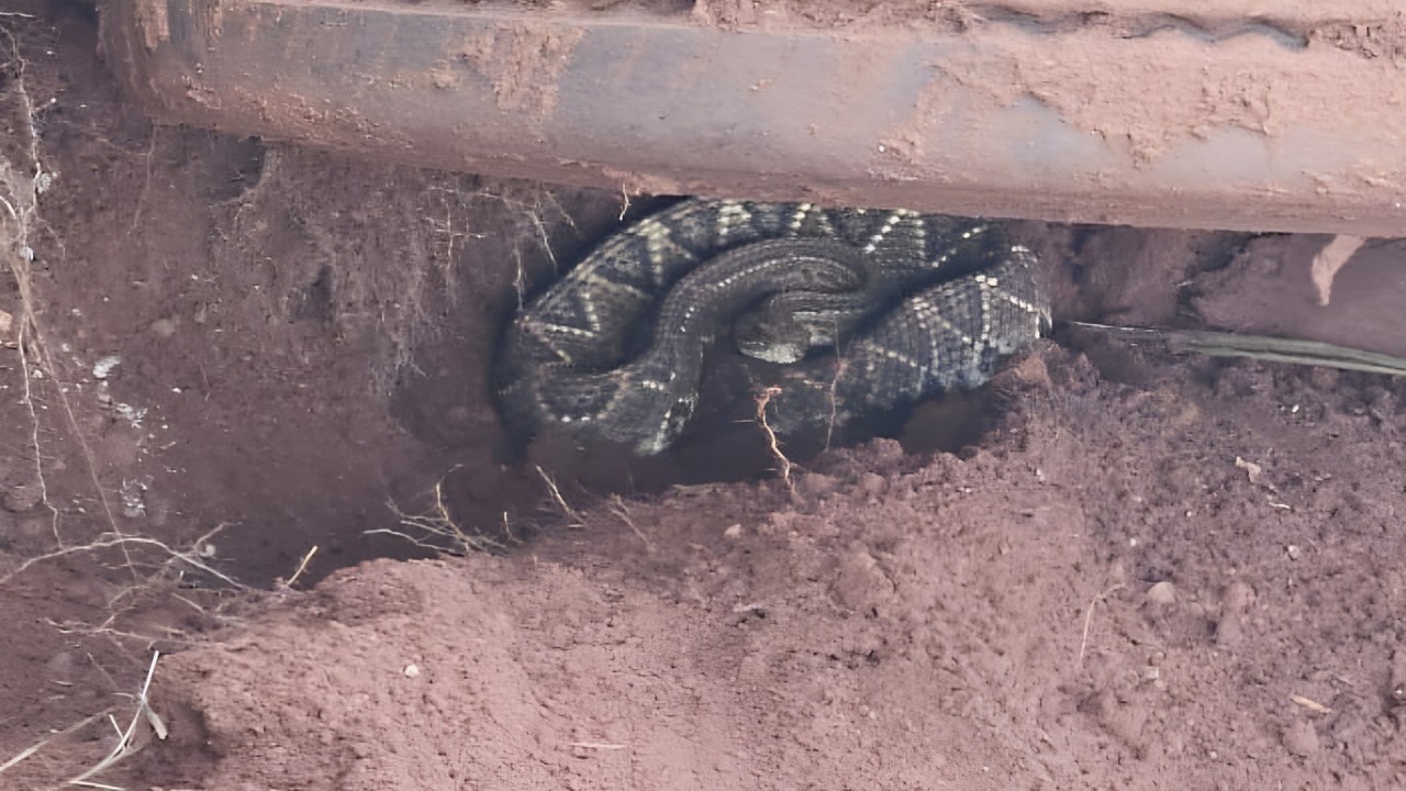 PRF encontra cobra venenosa em local inusitado durante atendimento na BR-060