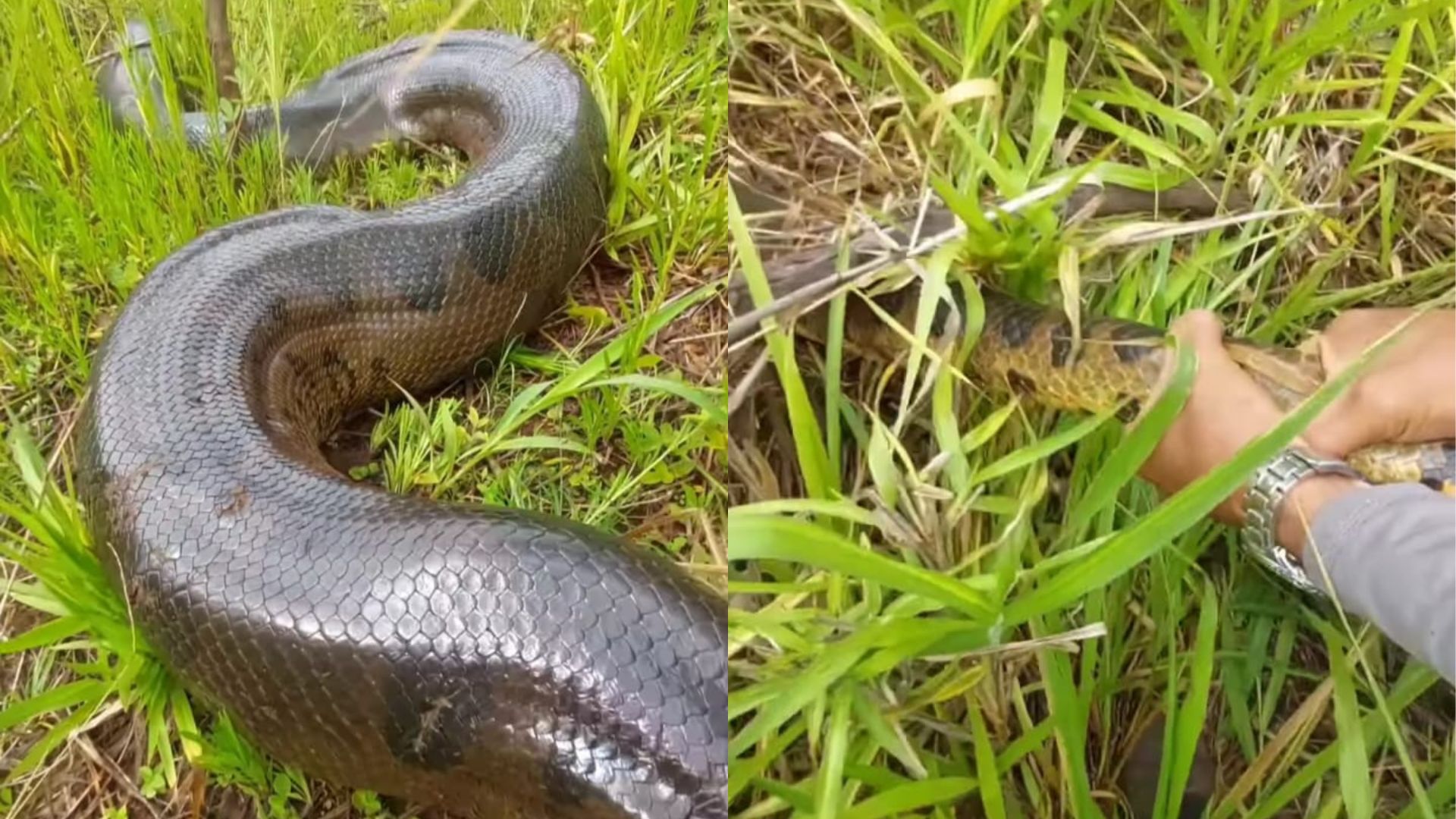 Dono de pesque-pague em Goiás se surpreende ao se deparar com sucuri gigante em represa