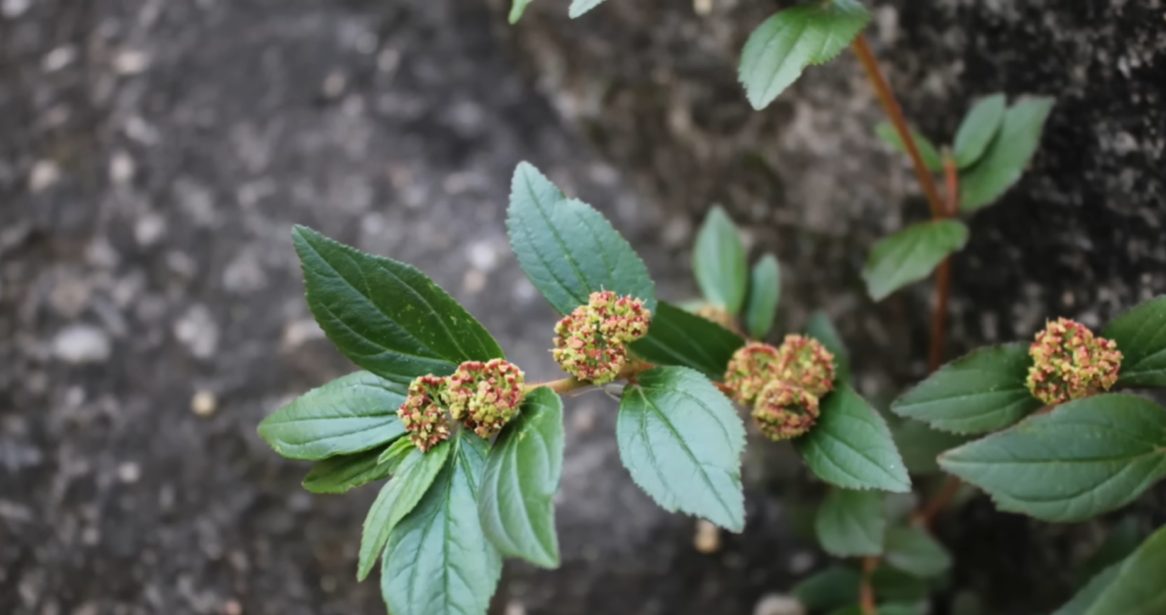 A planta que costuma brotar na calçada de casa e pode mudar a vida de quem encontrar