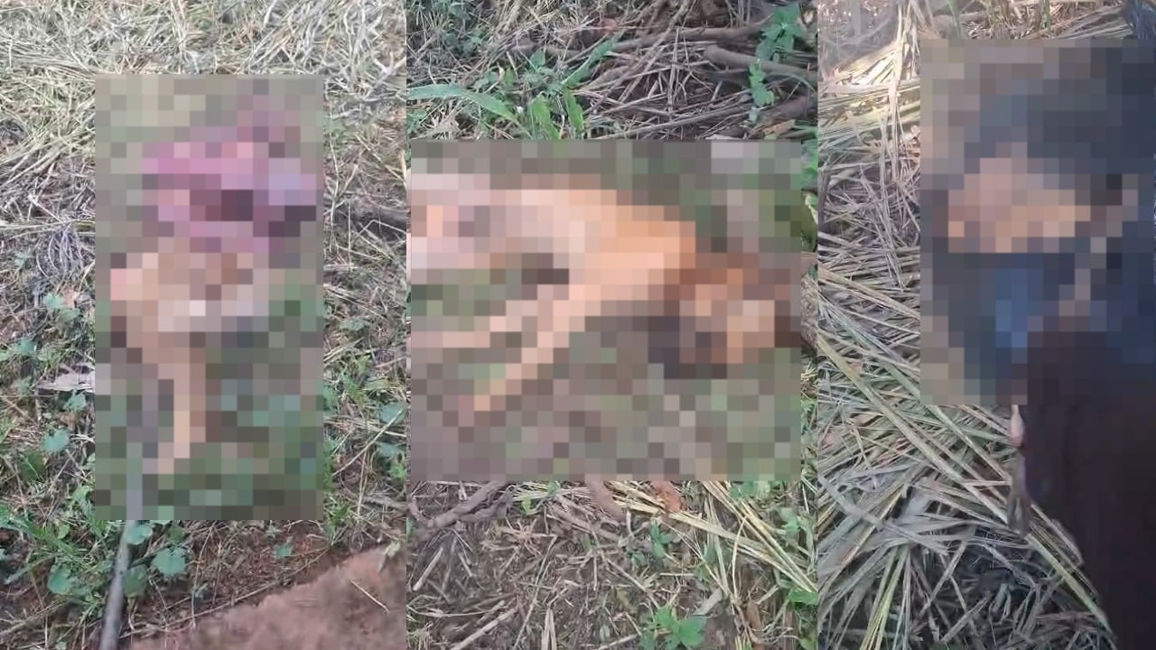 Cachorros são encontrados mortos em praça e mistério intriga moradores de Catalão