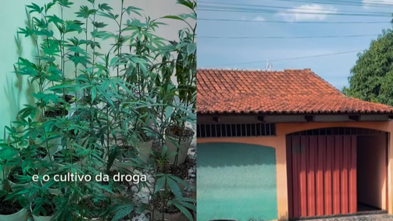 Casa convertida em ‘moderna’ estufa para cultivo de maconha é descoberta em Goiânia