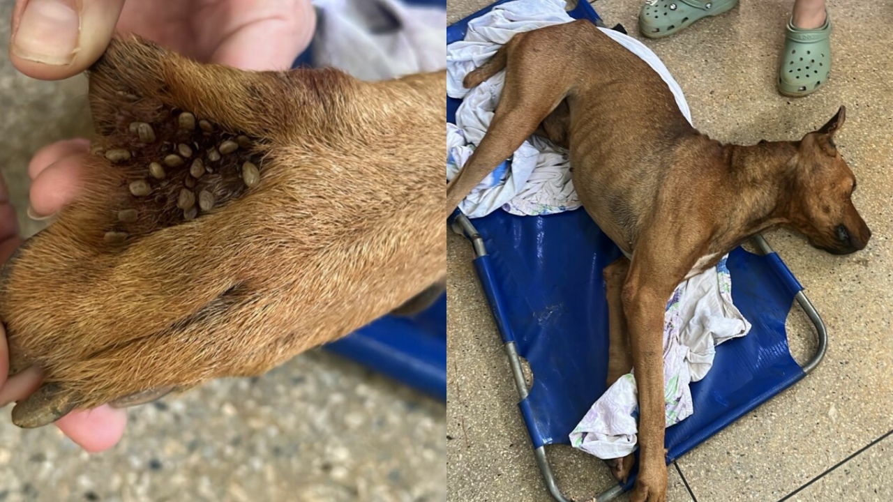 Mulher é presa em flagrante após abandonar cachorro em estado crítico, em Goiânia