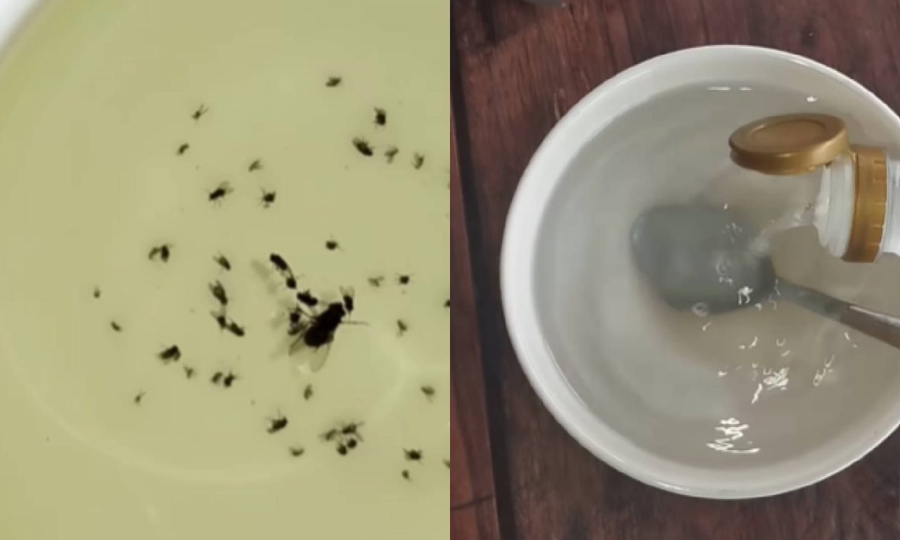 Misturinha potente para acabar com os mosquitos em casa