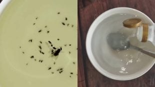 Misturinha potente para acabar com os mosquitos em casa