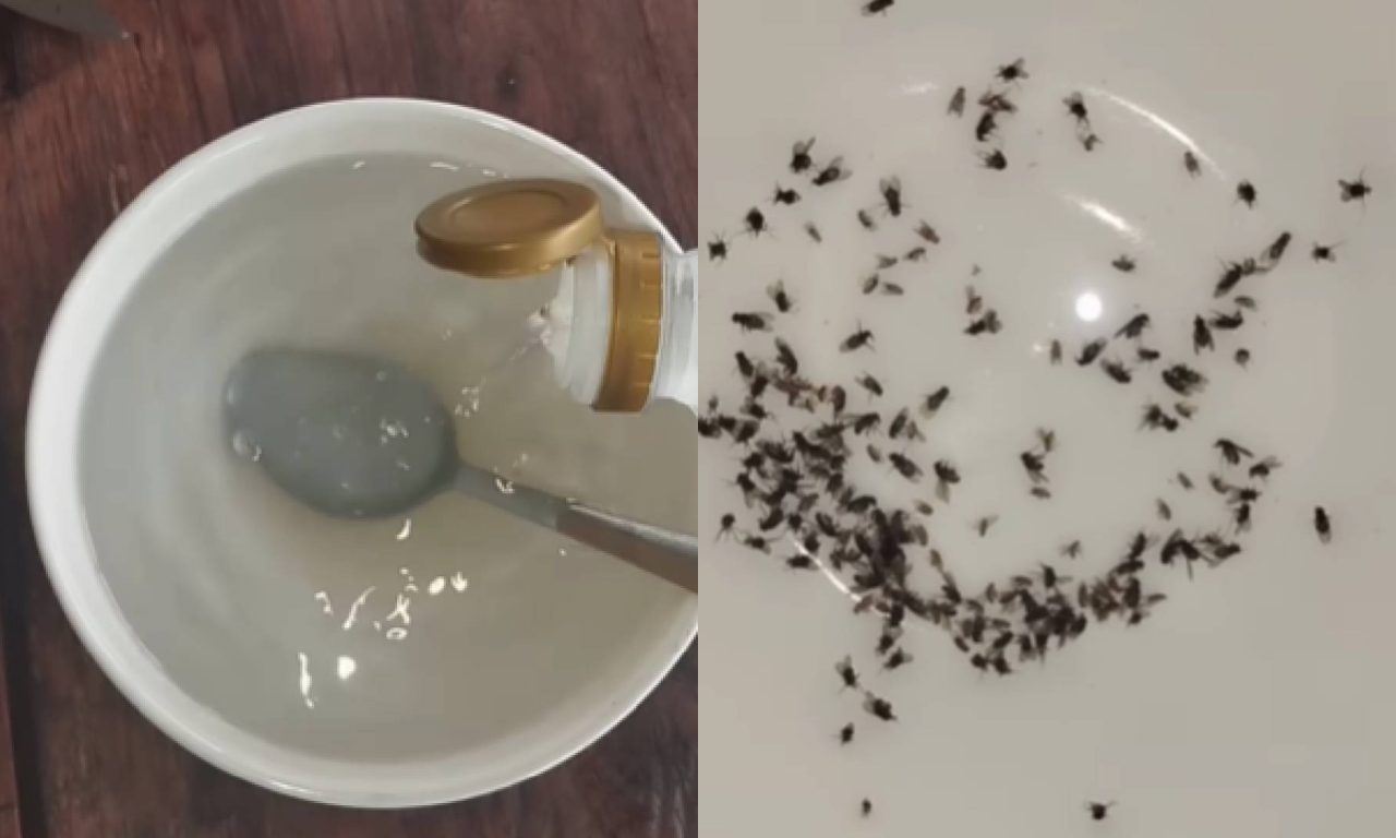 Aprenda a acabar com as moscas e mosquitos que estão infestando sua casa