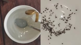 Aprenda a acabar com as moscas e mosquitos que estão infestando sua casa