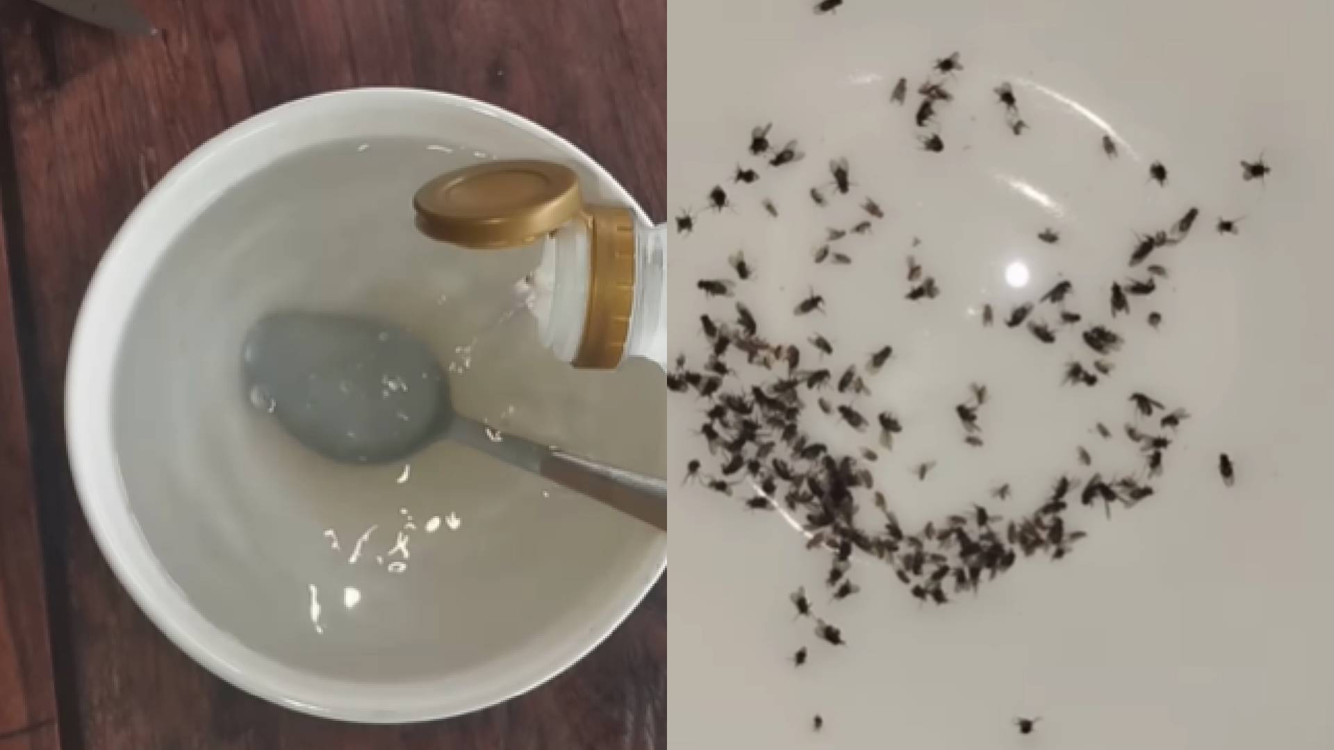 Aprenda a acabar com as moscas e mosquitos que estão infestando sua casa