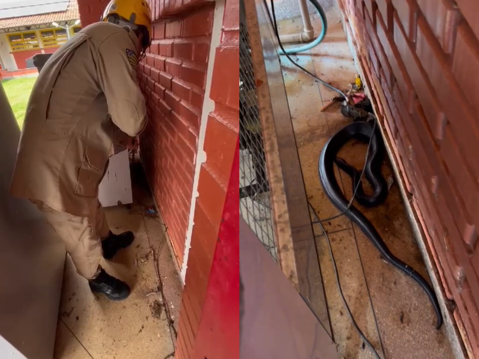 Imagens mostram resgate de ‘cobra do bem’ dentro de escola em Goiás