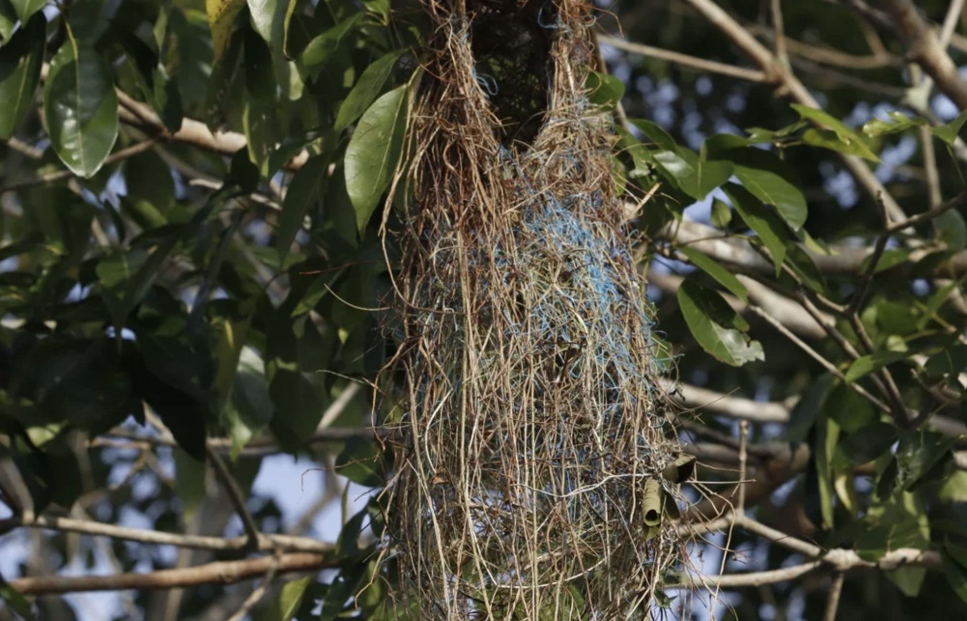 Aves da Amazônia passam a usar plástico de poluição para fazer ninhos