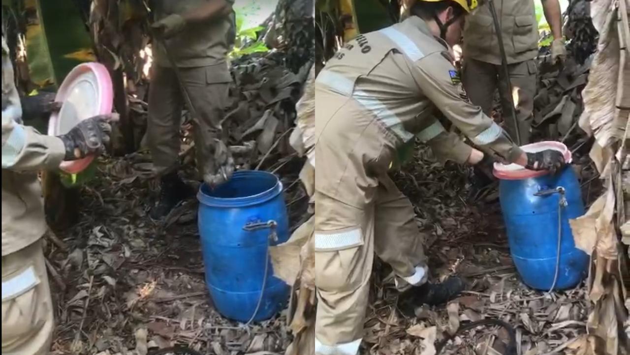 “Tô tremendo”, diz moradora de Anápolis após ver tamanho da cobra que apareceu na casa dela