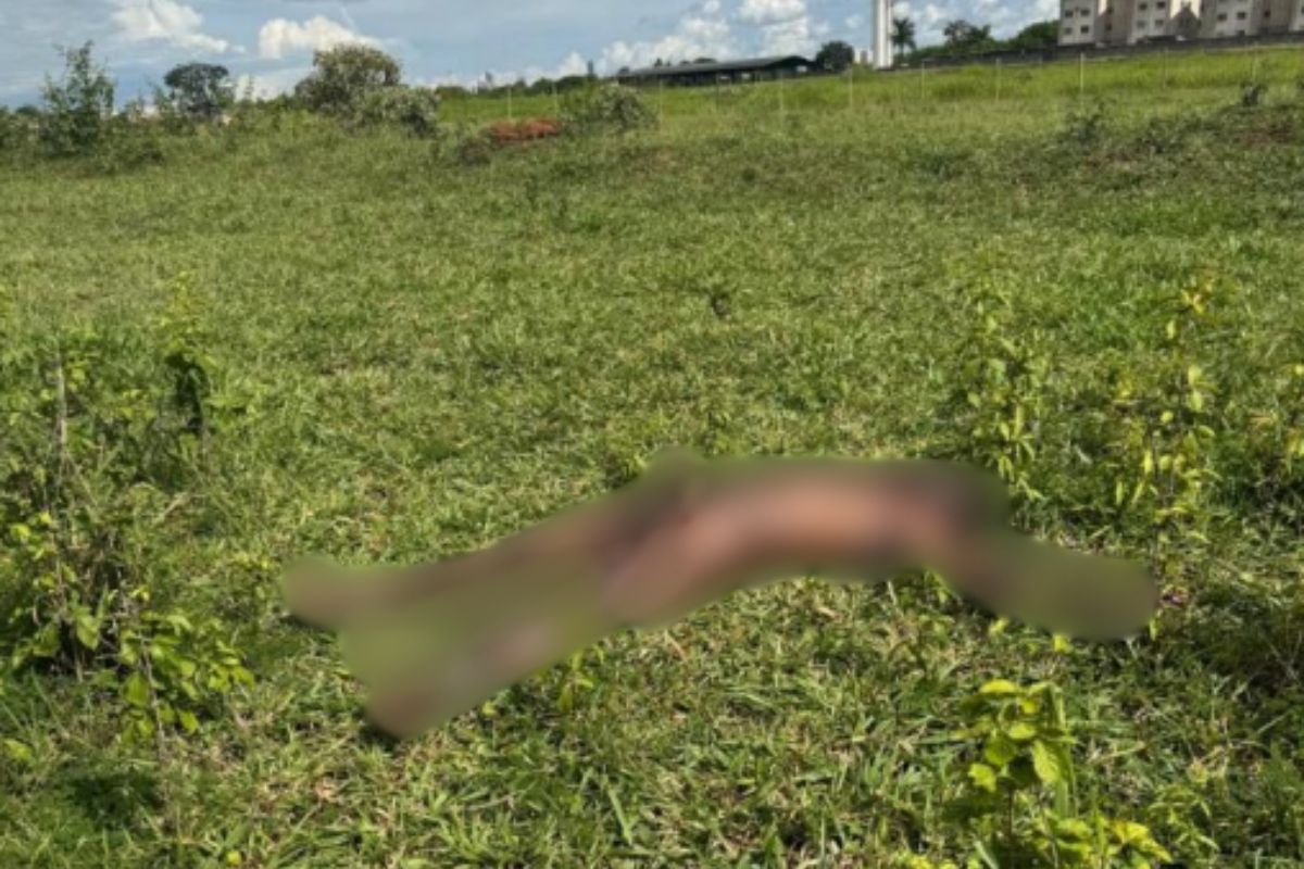 Proprietário rural encontra cadáver sem roupas em chácara de Goiânia