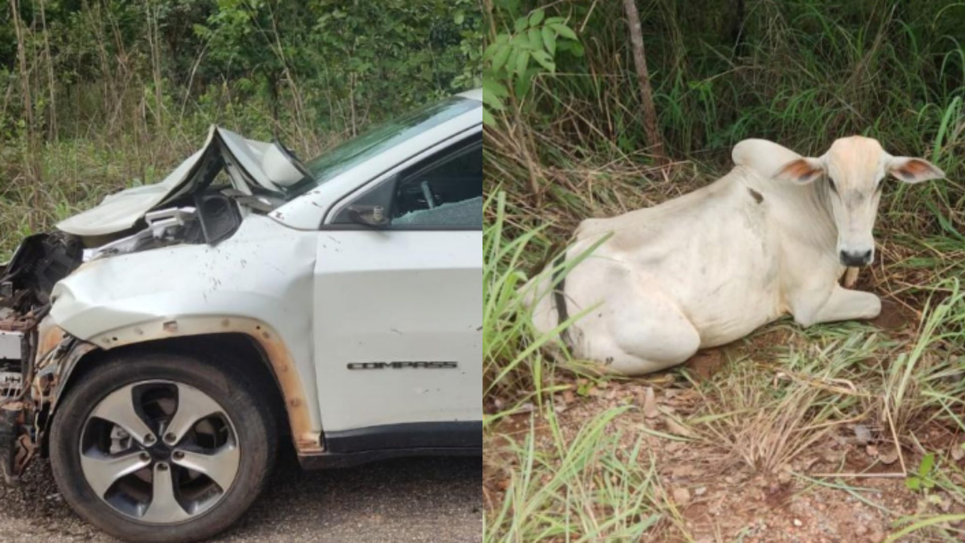 Carro fica destruído após colidir contra boi que atravessava a pista, na GO-241