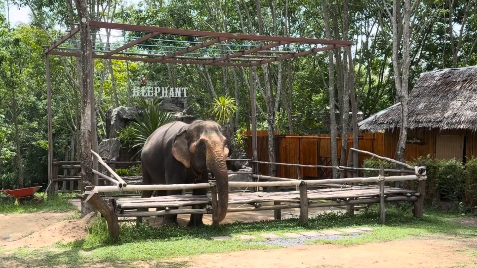 Espanhola morre ao ser atingida por elefante em santuário na Tailândia