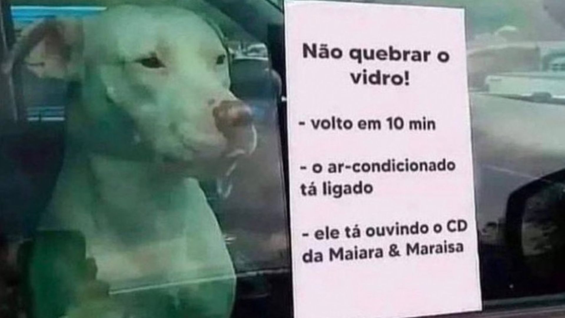 Placa chama atenção de quem passa por carro e vê cachorrinho “em apuros”