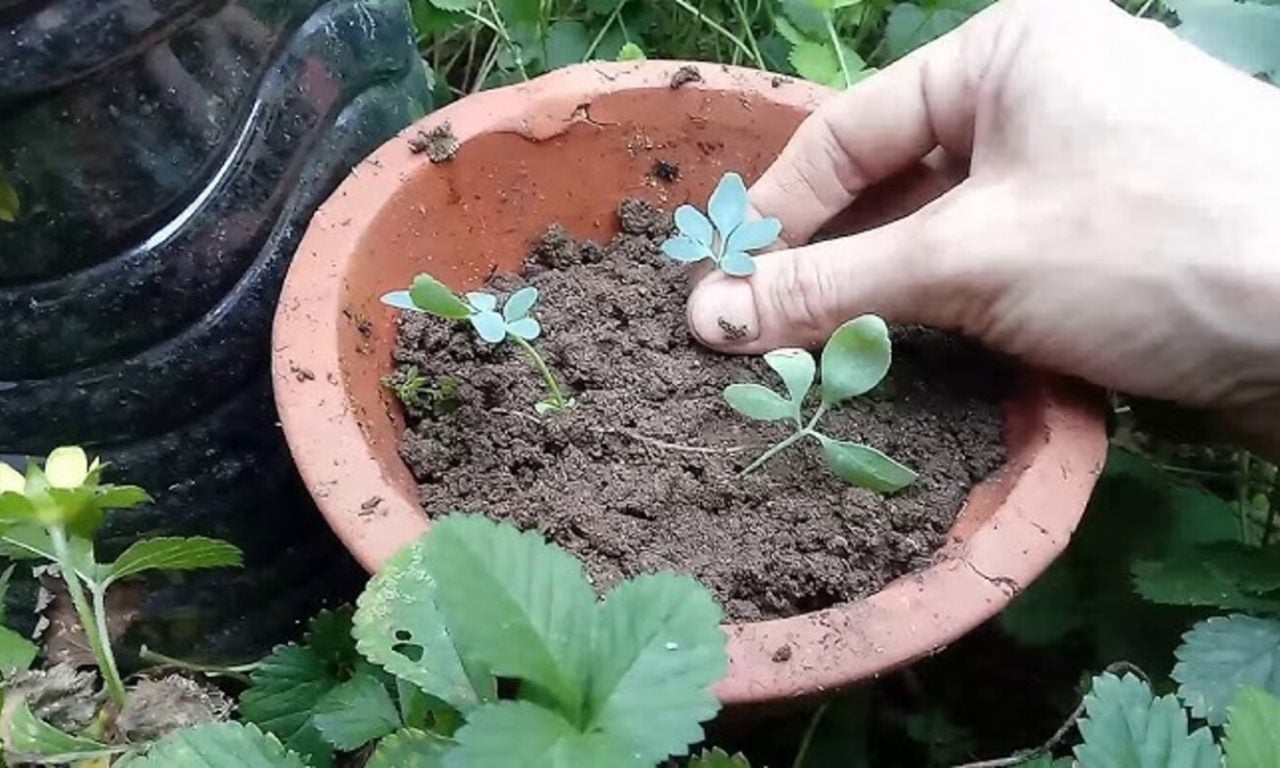 4 plantas que você deve ter em casa para afastar as baratas