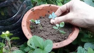 4 plantas que você deve ter em casa para afastar as baratas