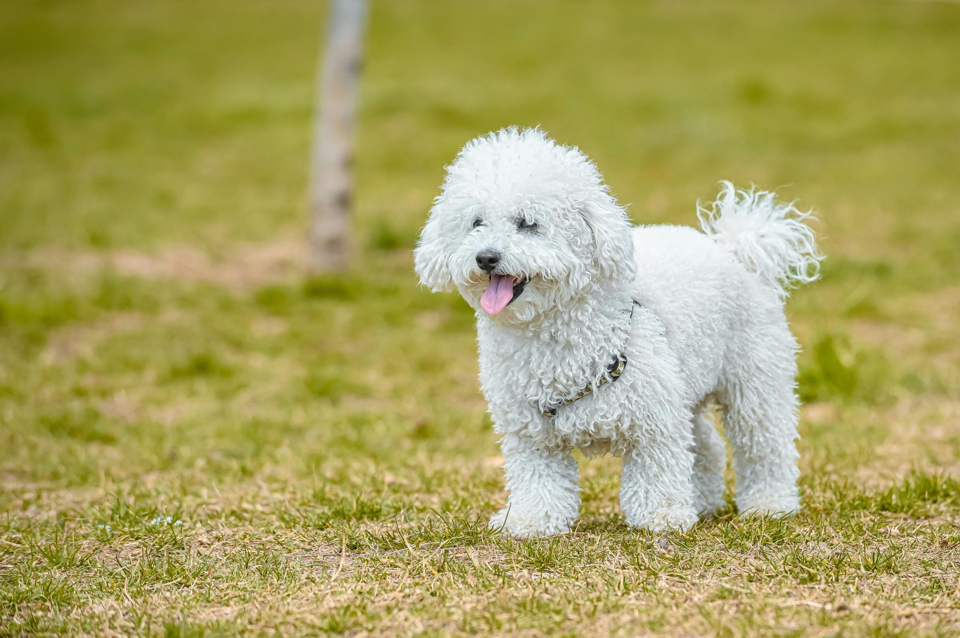 Estas são as 6 melhores raças de cachorro para quem mora em apartamento