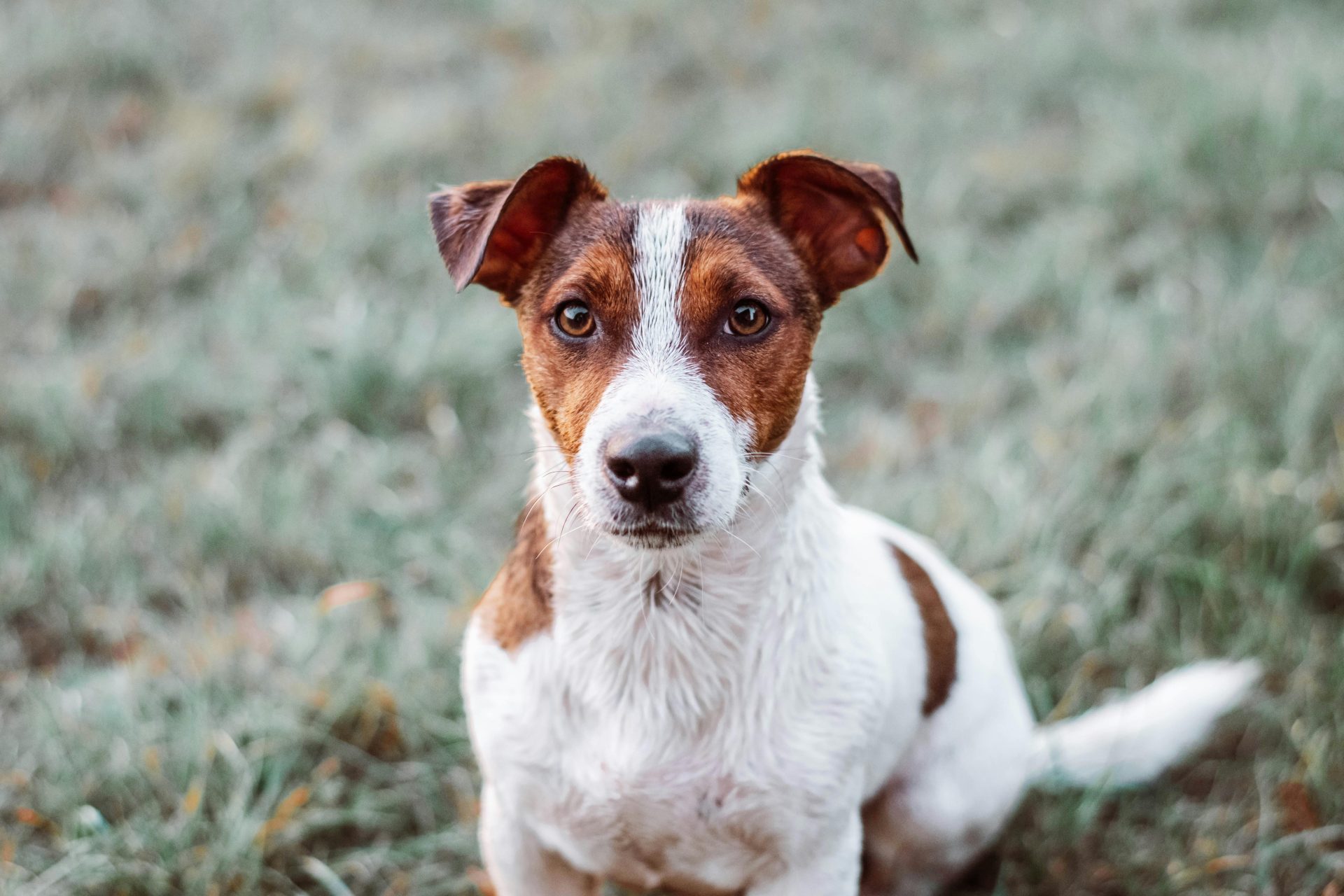 6 raças de cachorros que vivem mais e são ótimos companheiros