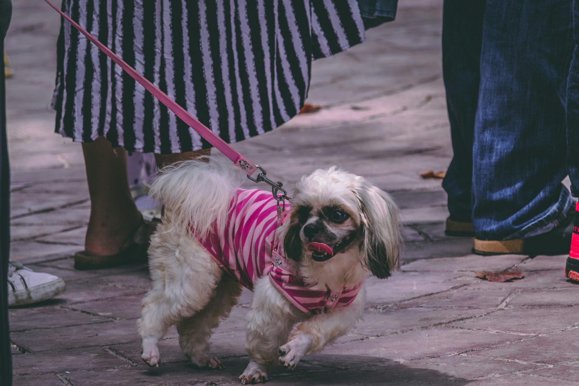 Estas são as 6 melhores raças de cachorro para quem mora em apartamento