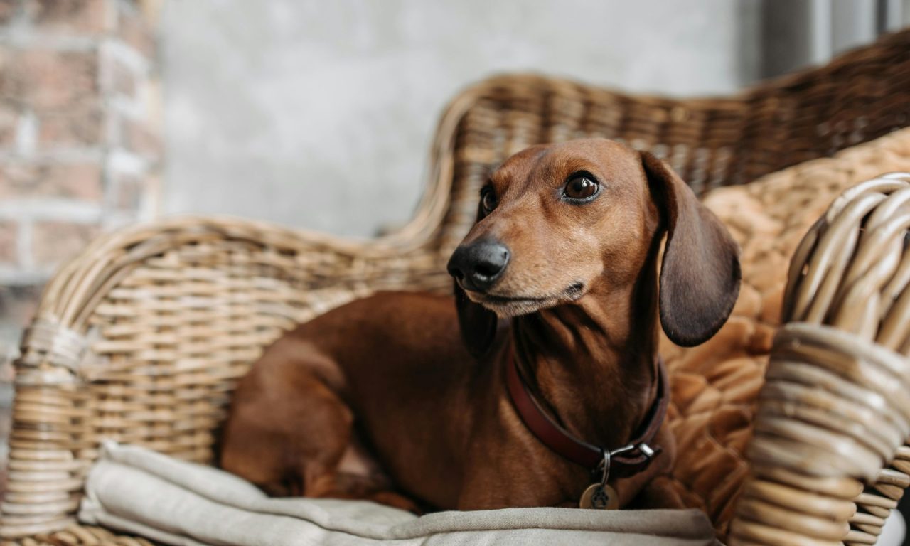 6 raças de cachorros que vivem mais e são ótimos companheiros