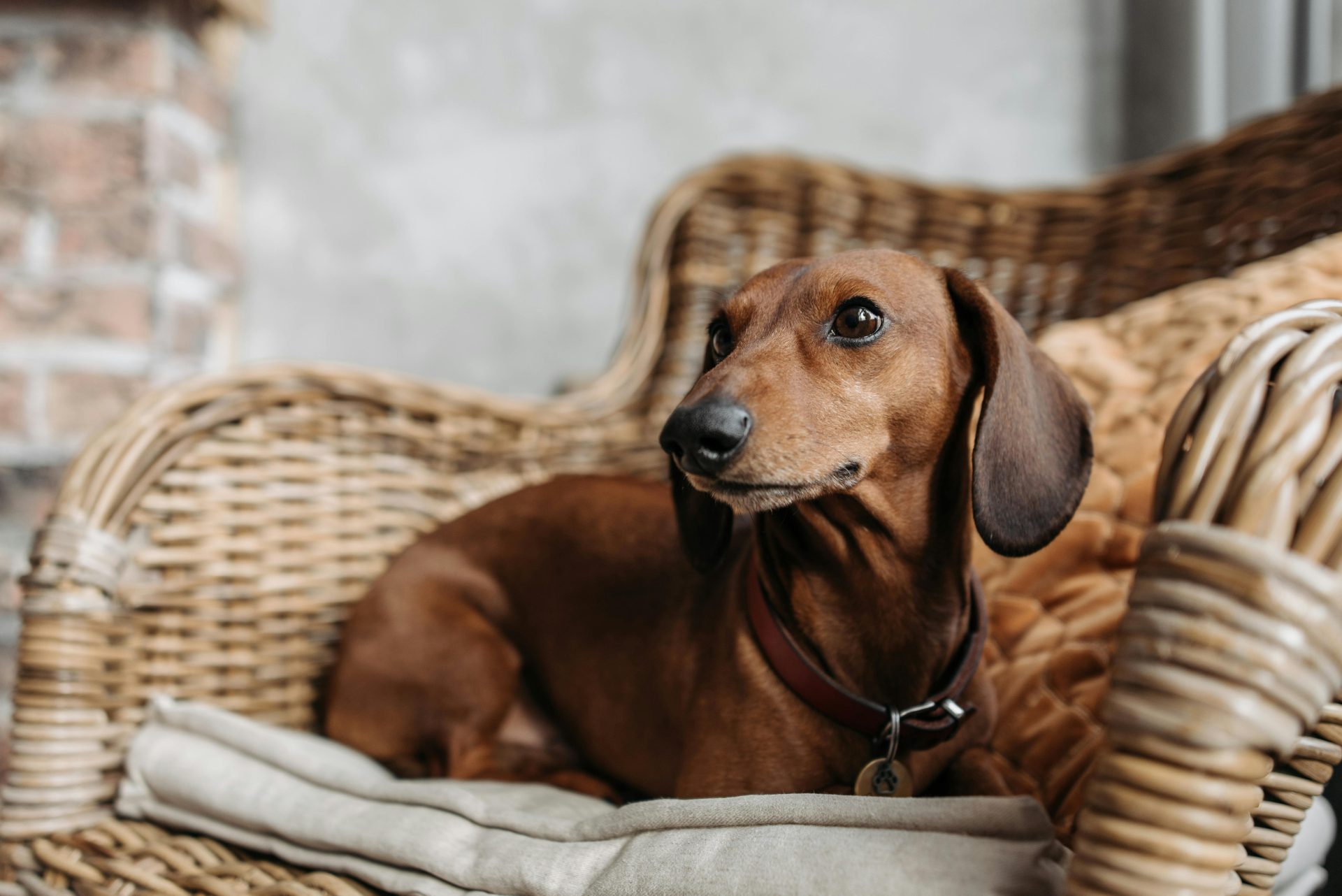 6 raças de cachorros que vivem mais e são ótimos companheiros