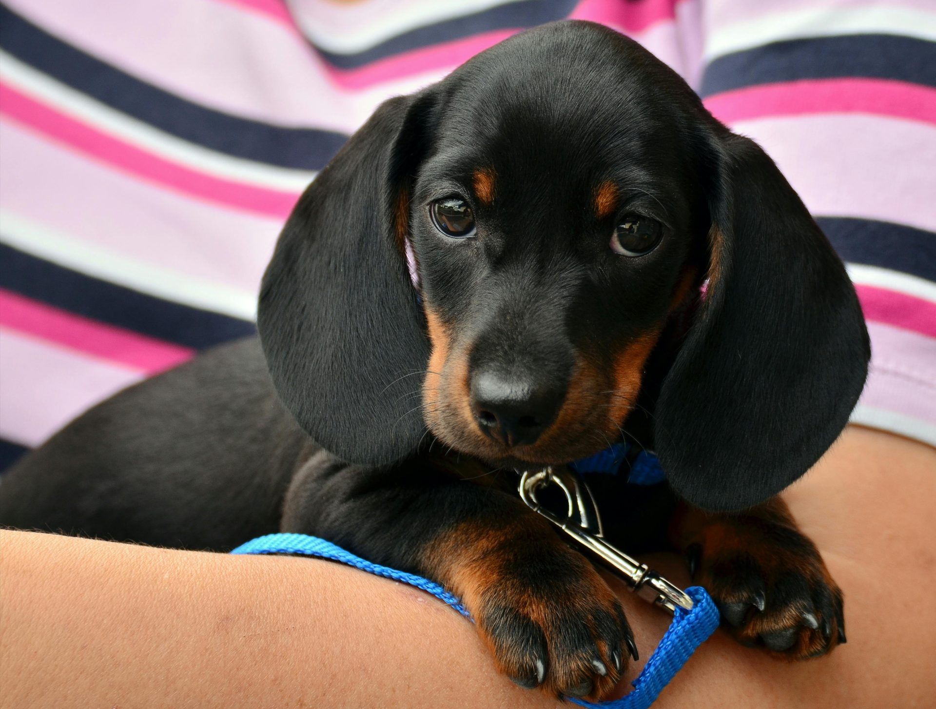 Estas são as 6 melhores raças de cachorro para quem mora em apartamento