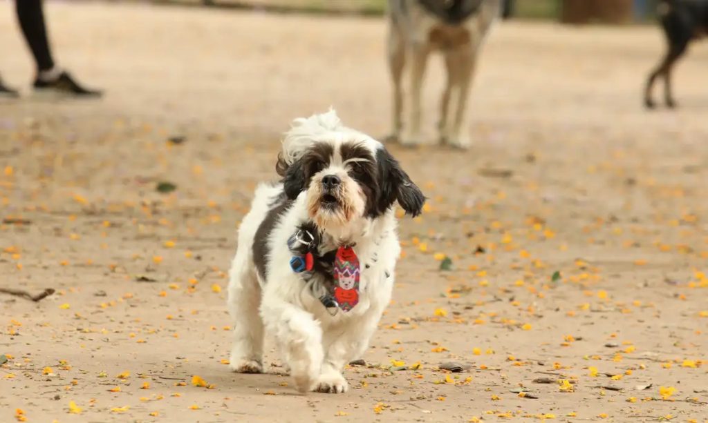 6 raças de cachorros que mais amam os humanos e que todo mundo deveria conhecer