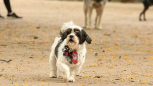 6 raças de cachorros que mais amam os humanos e que todo mundo deveria conhecer