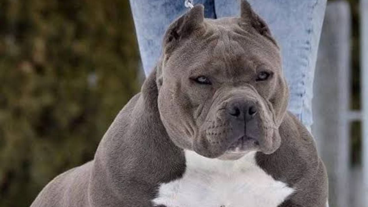 American Bully