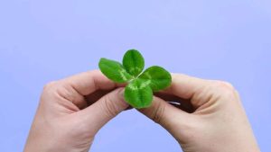 sorte oportunidade trevo de quatro folhas