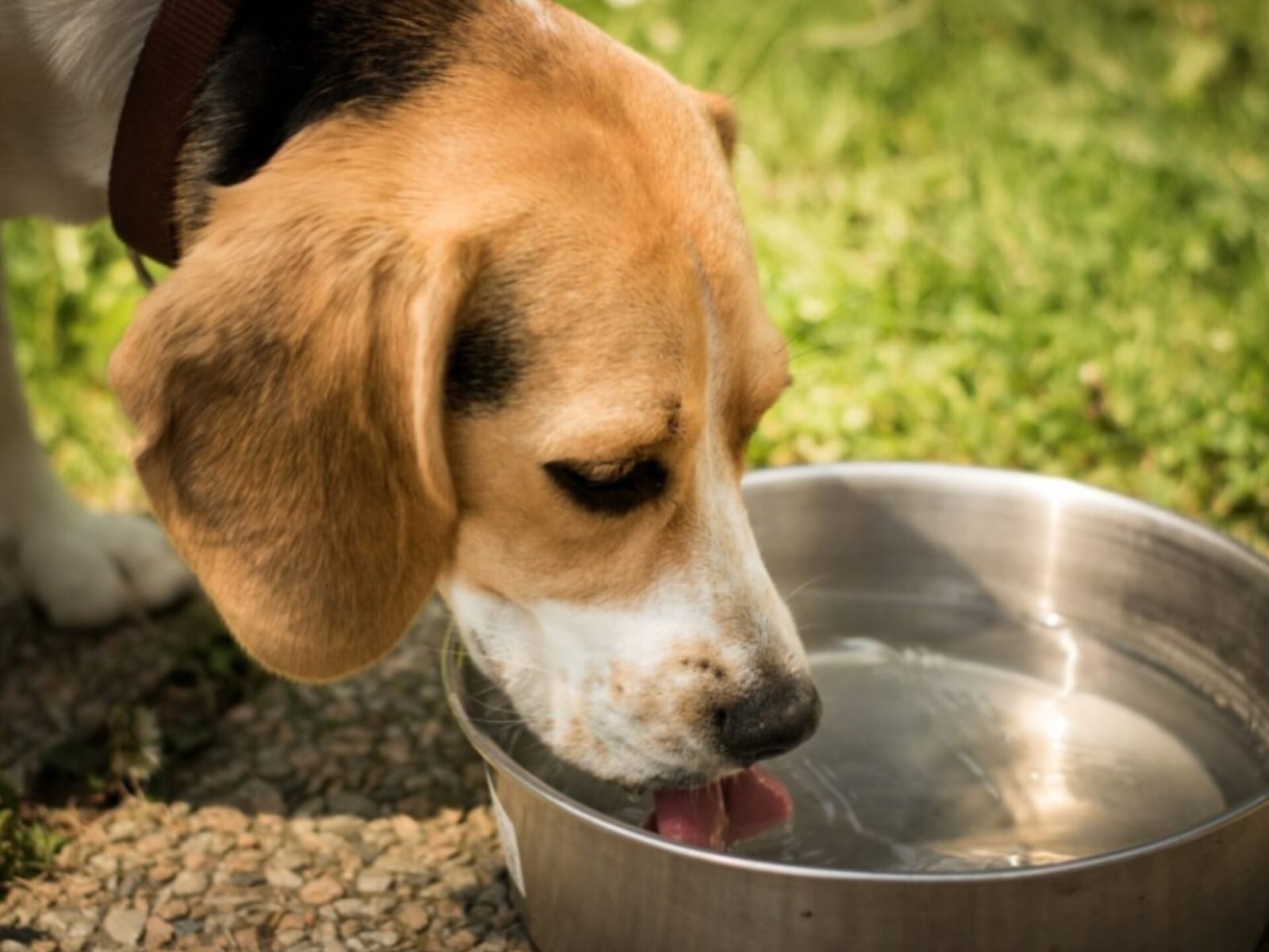 Alerta de onda de calor: protegendo nossos animais em Anápolis